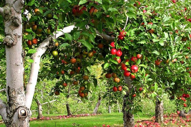Meyve Vermeyen Ağaçlar İçin İlginç İpuçları