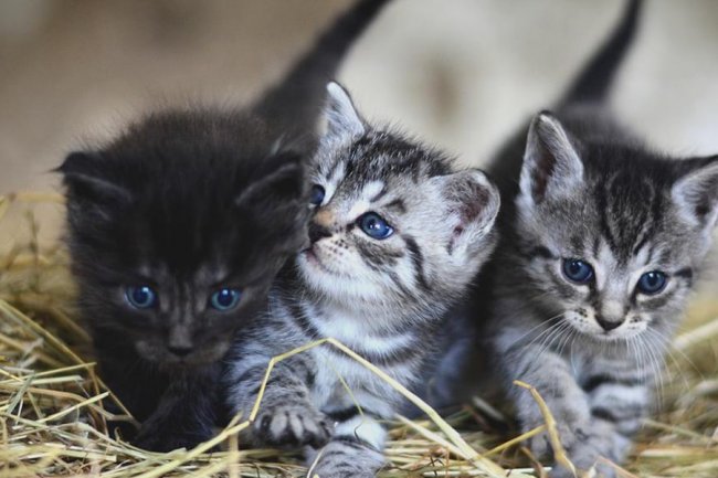Kedi Tırmalaması Durumunda Ne Yapmalı