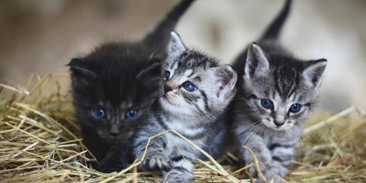 Kedi Tırmalaması Durumunda Ne Yapmalı