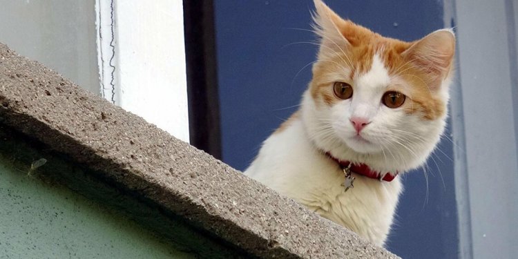 Kedi Tırmalaması Durumunda Ne Yapmalı